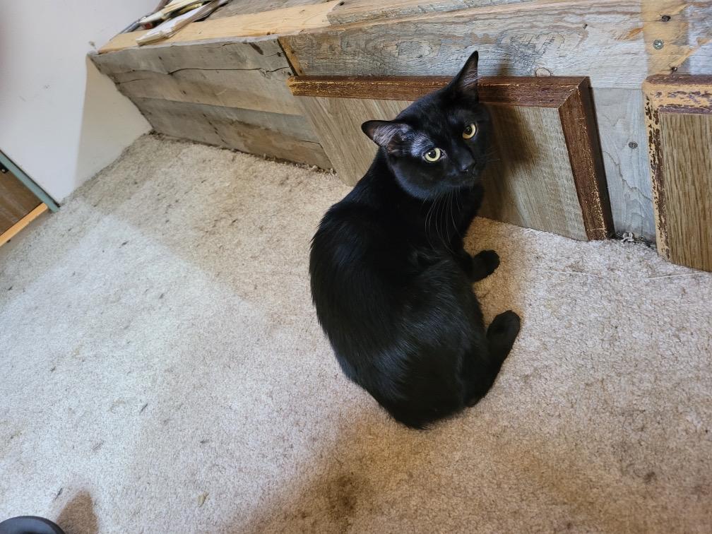STUBBY, a Adoptable Manx in Dubois, WY image 1/2