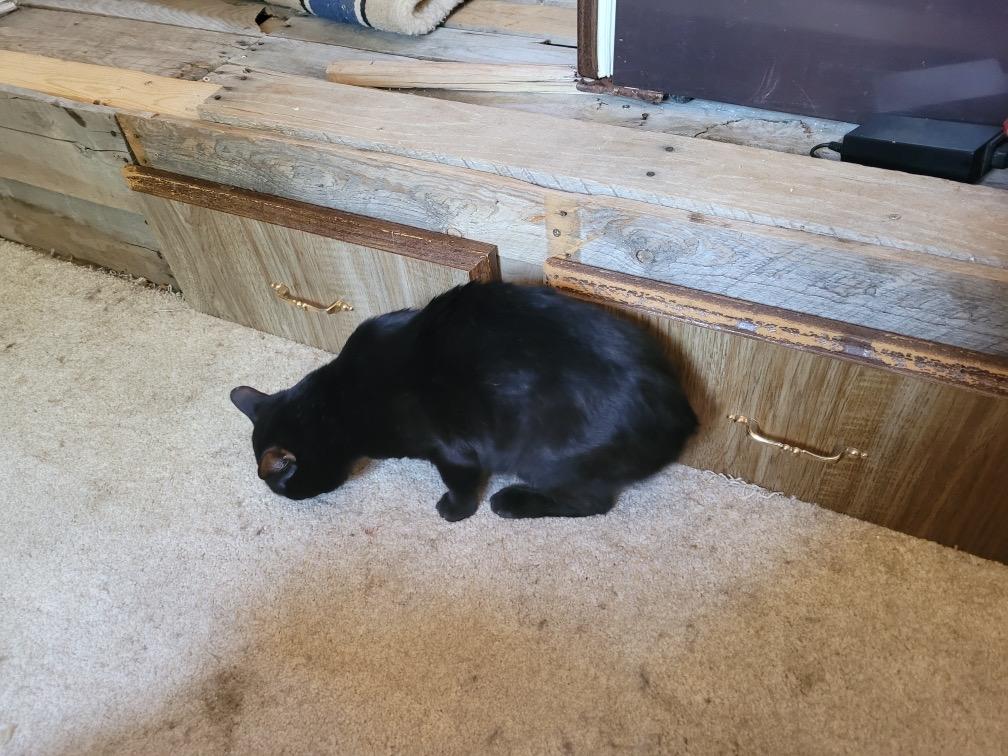 STUBBY, a Adoptable Manx in Dubois, WY image 2/2