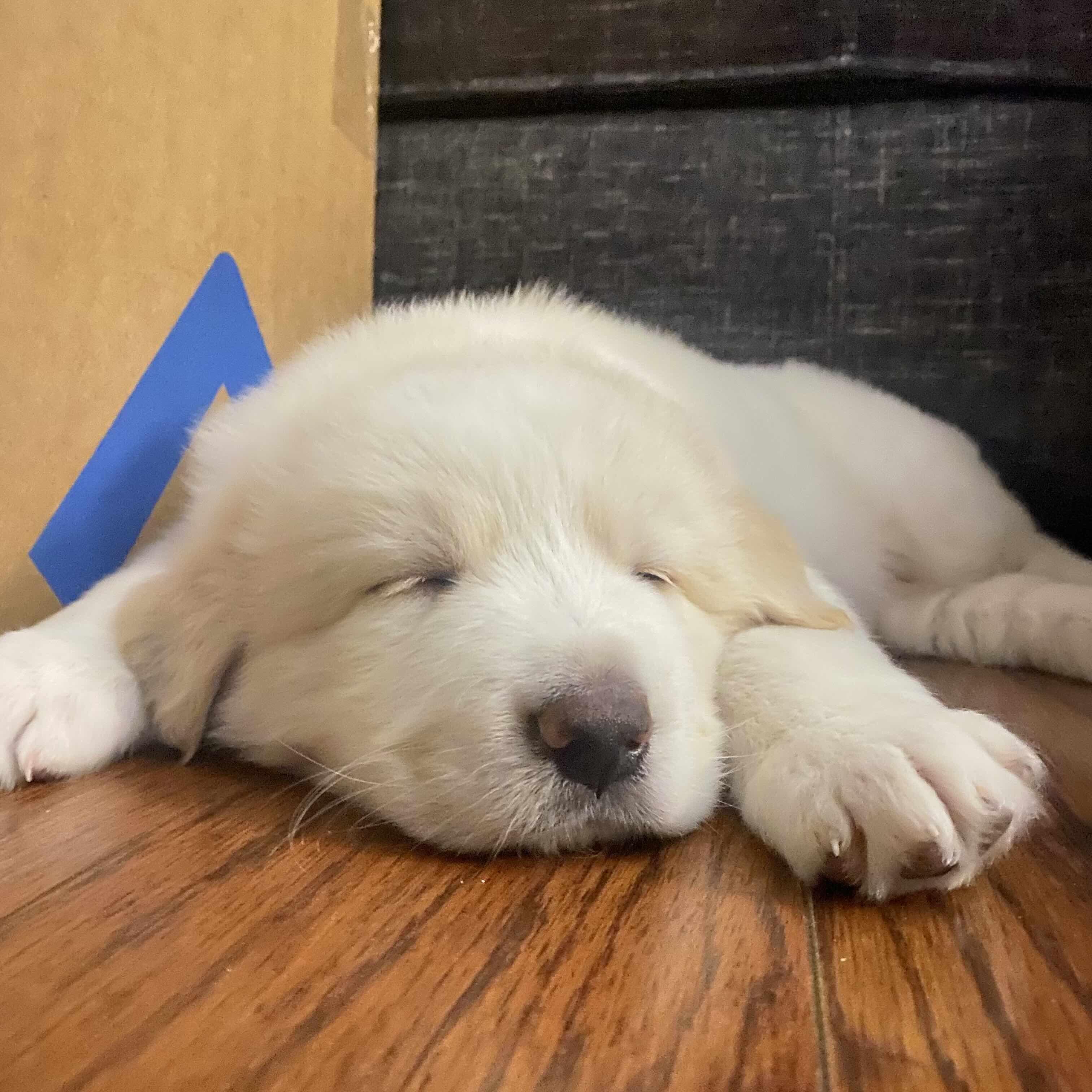 Dozer DFW, Adopted, Puppy Male Great Pyrenees.