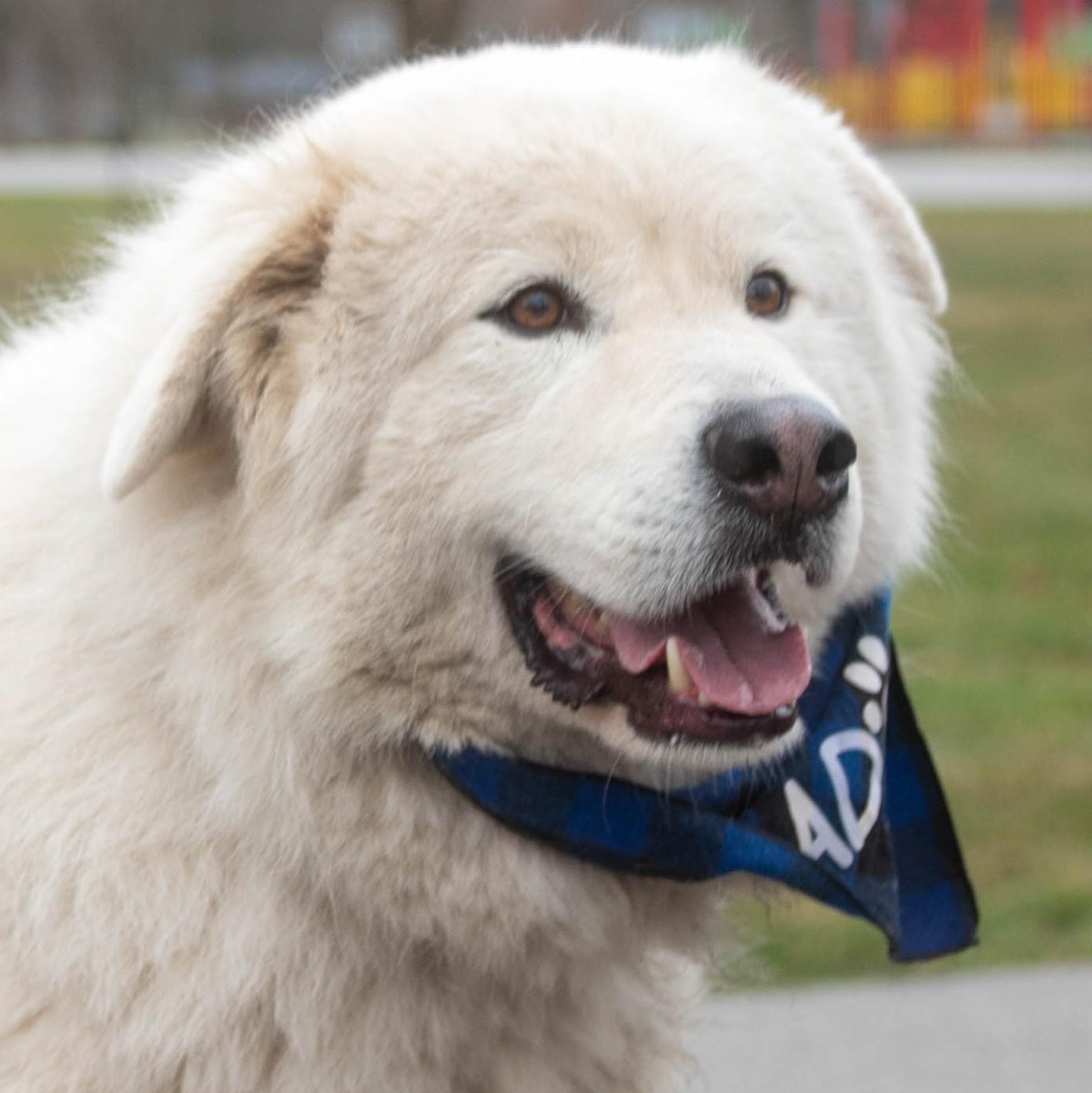 Wallie - Sweet & Adorable, a Adoptable Great Pyrenees in Indianapolis, IN image 6/10