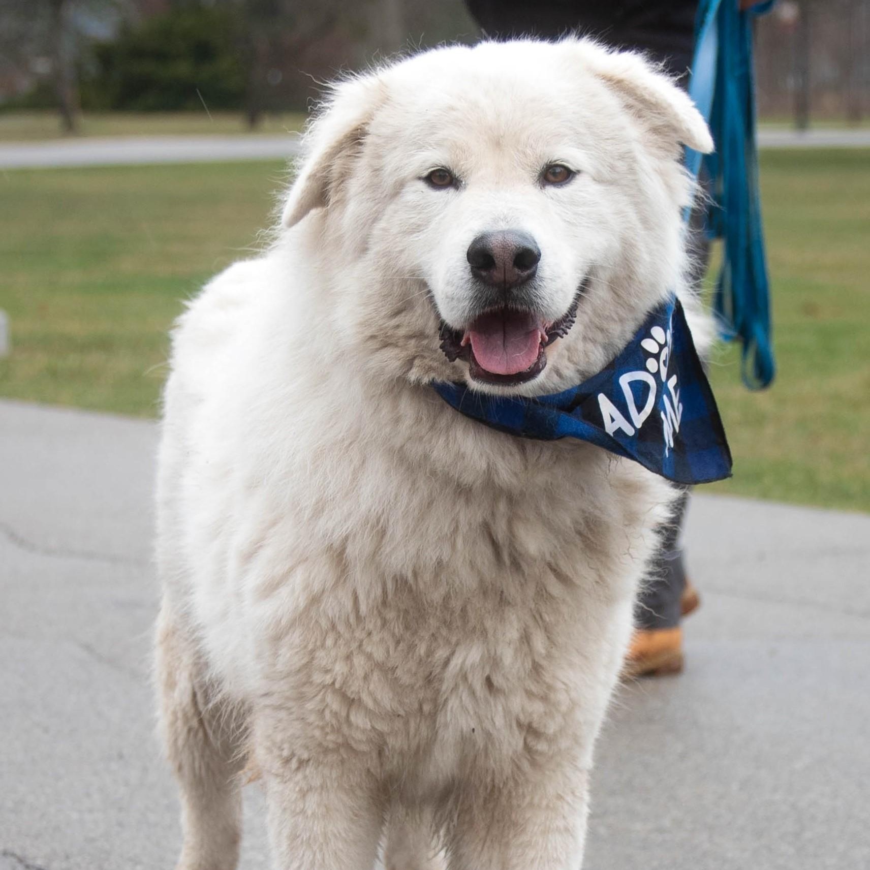Enlarge Wallie -  Sweet & Adorable, a Adoptable Great Pyrenees in Indianapolis, IN image 9/10