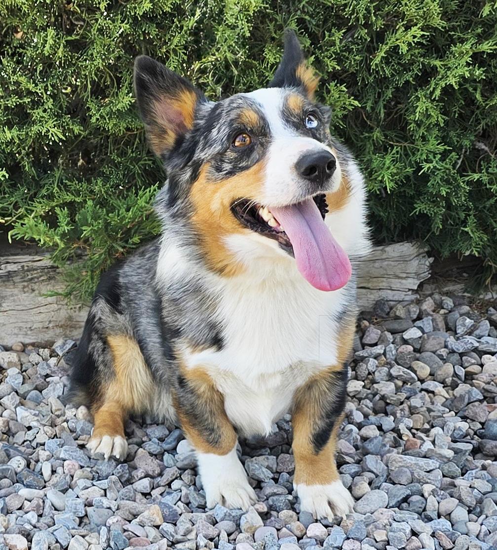 Personality PLUS Pluto - Exceptionally Charming Corgi, adopted, Young Male Cardigan Welsh Corgi.