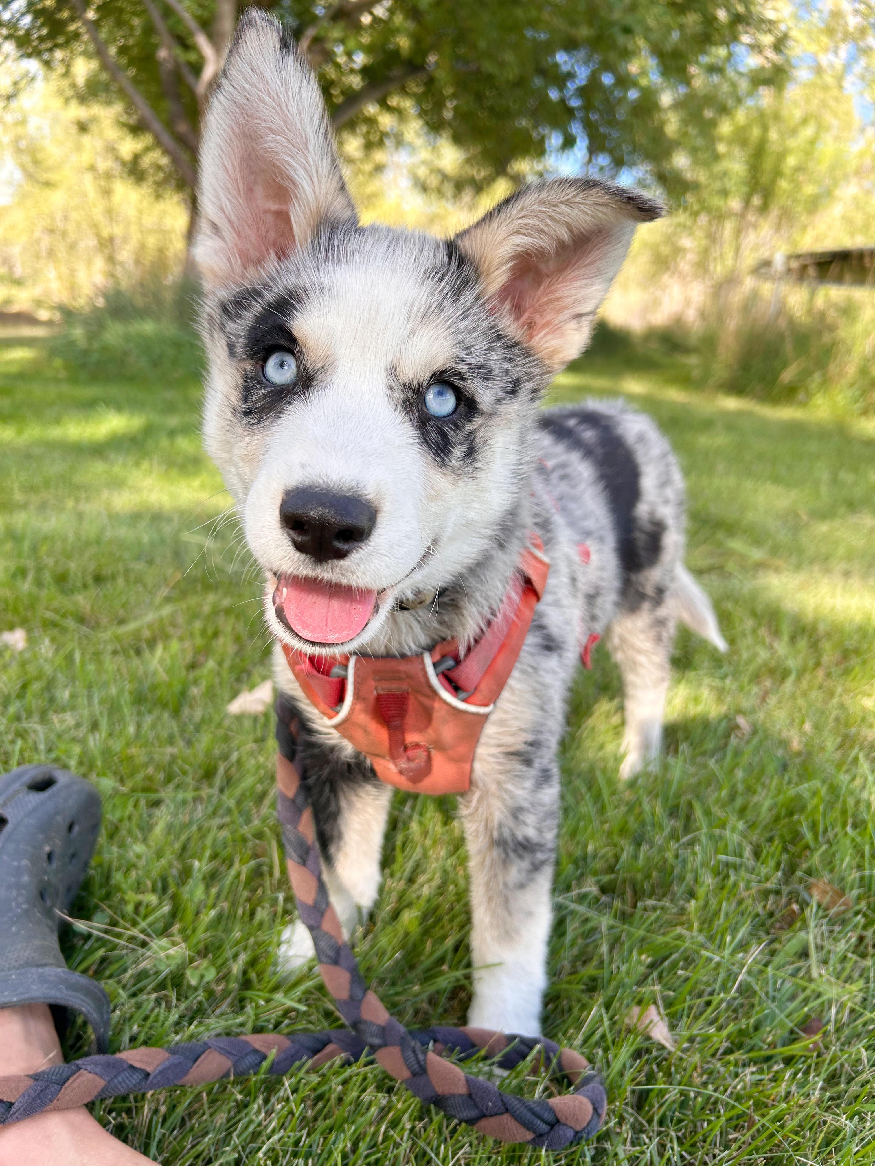 Mohave, Adopted, Puppy Female Australian Shepherd & Husky.