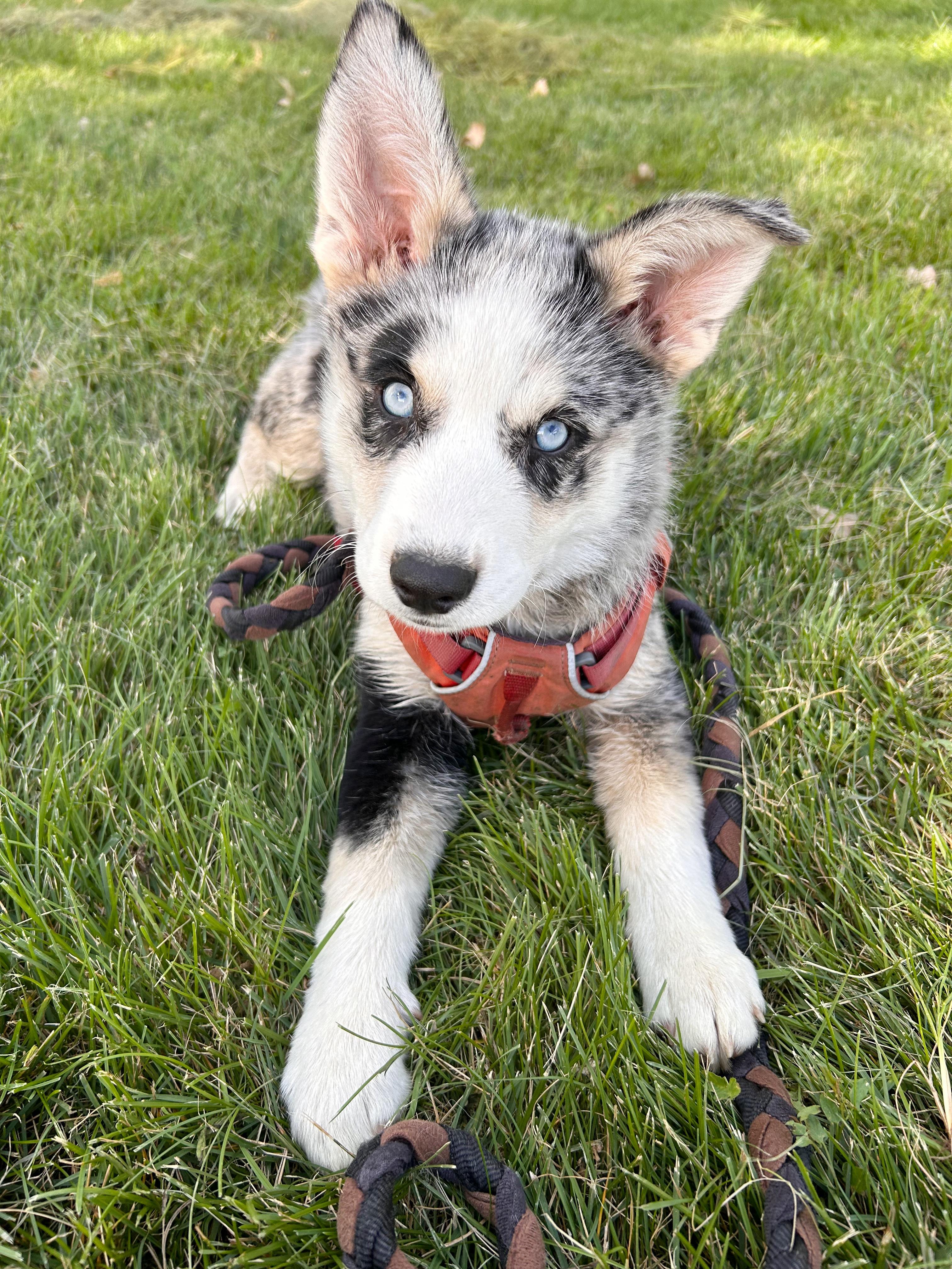 Enlarge Mohave, a Adopted mixed breed in Durango, CO image 4/4