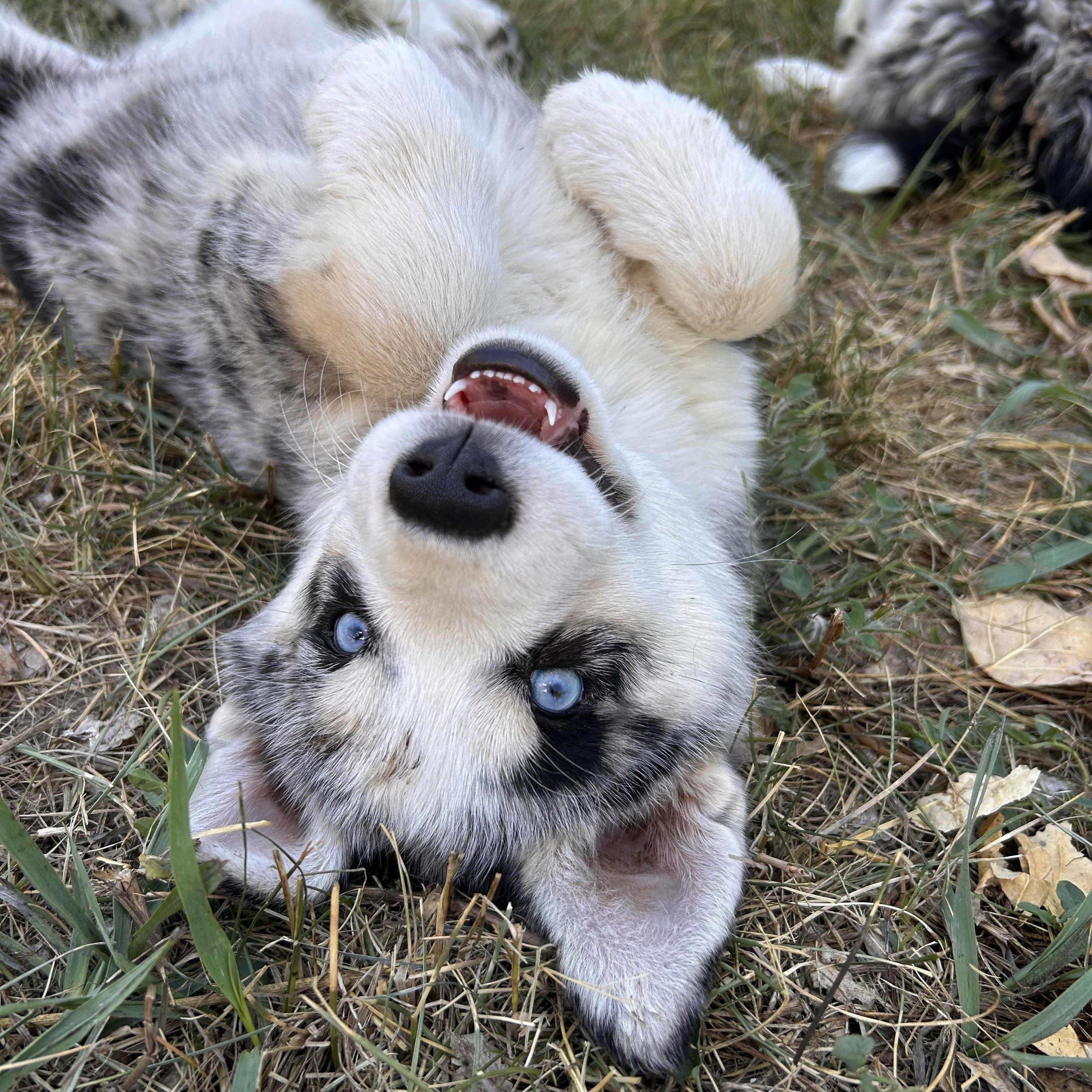 Enlarge Mohave, a Adopted mixed breed in Durango, CO image 3/4