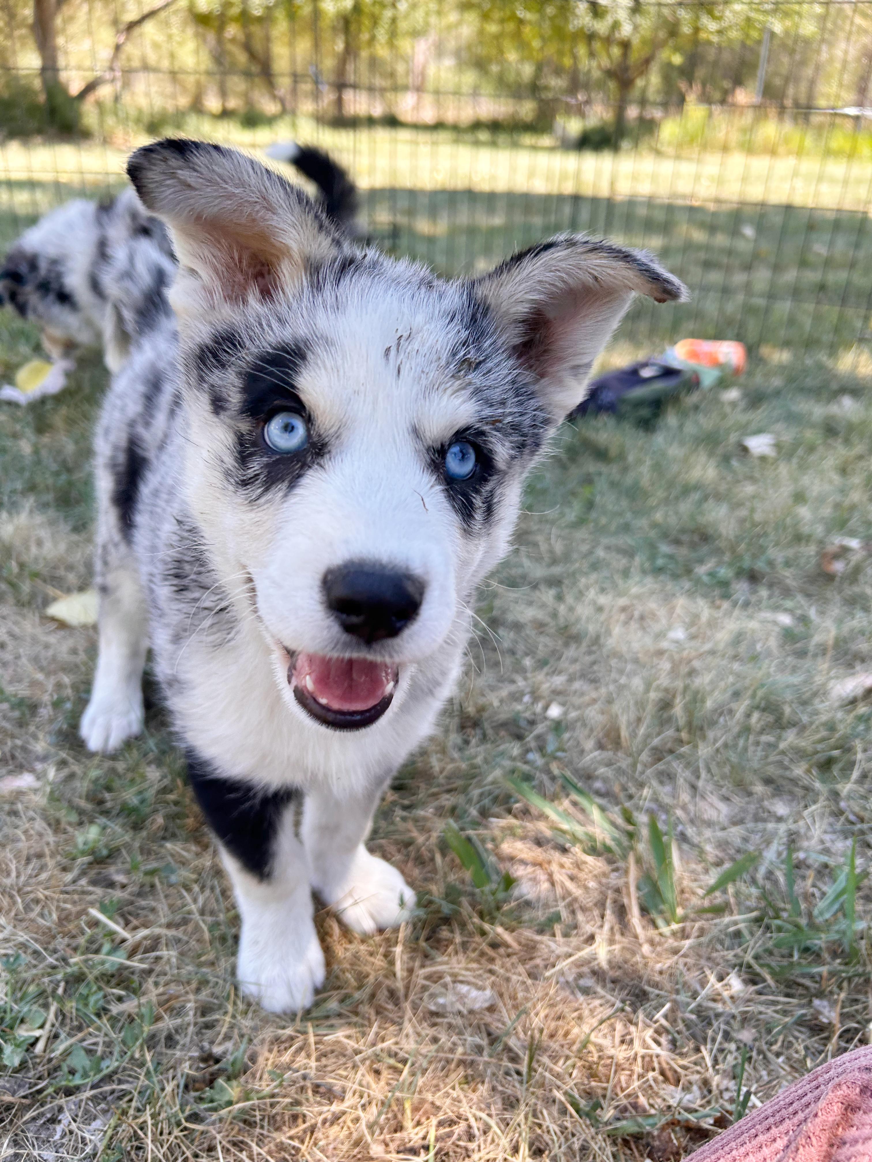 Enlarge Mohave, a Adopted mixed breed in Durango, CO image 2/4