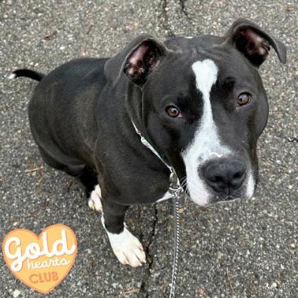 Roscoe, Adoptable, Adult Male Pit Bull Terrier & Hound.