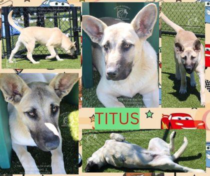 TITUS, Adoptable, Puppy Male Shepherd & Mixed Breed.