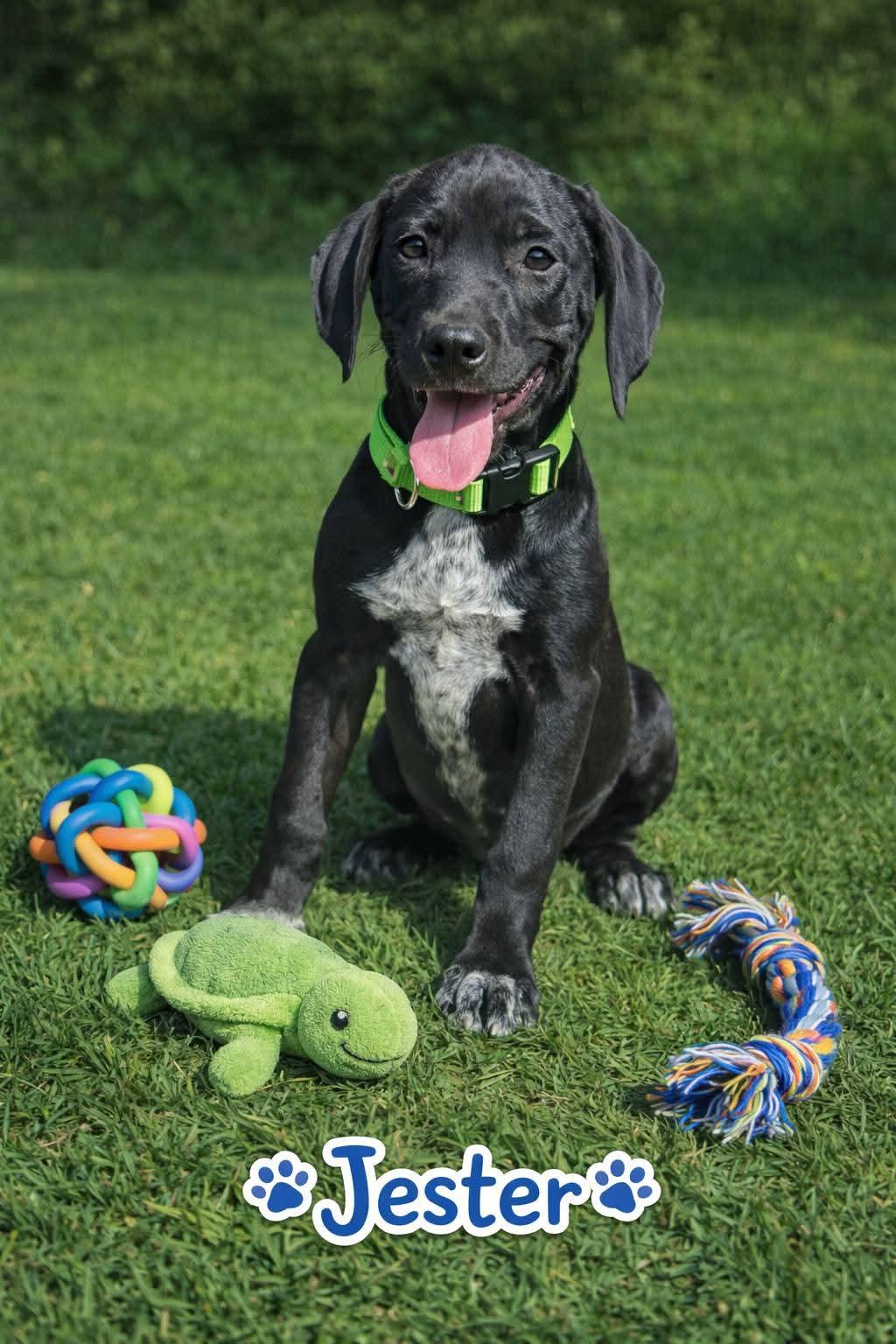 Jester, Adoptable, Puppy Male Mixed Breed.
