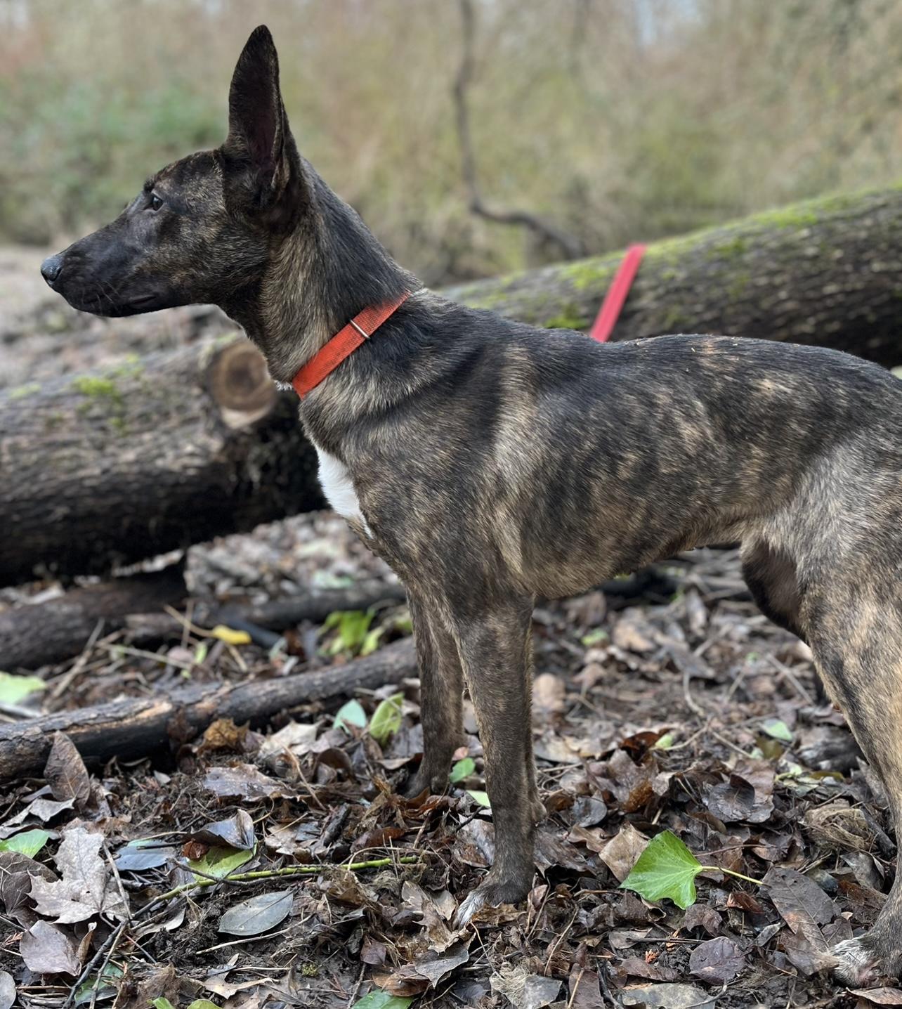 Evie, a Adoptable mixed breed in Tigard, OR image 2/6