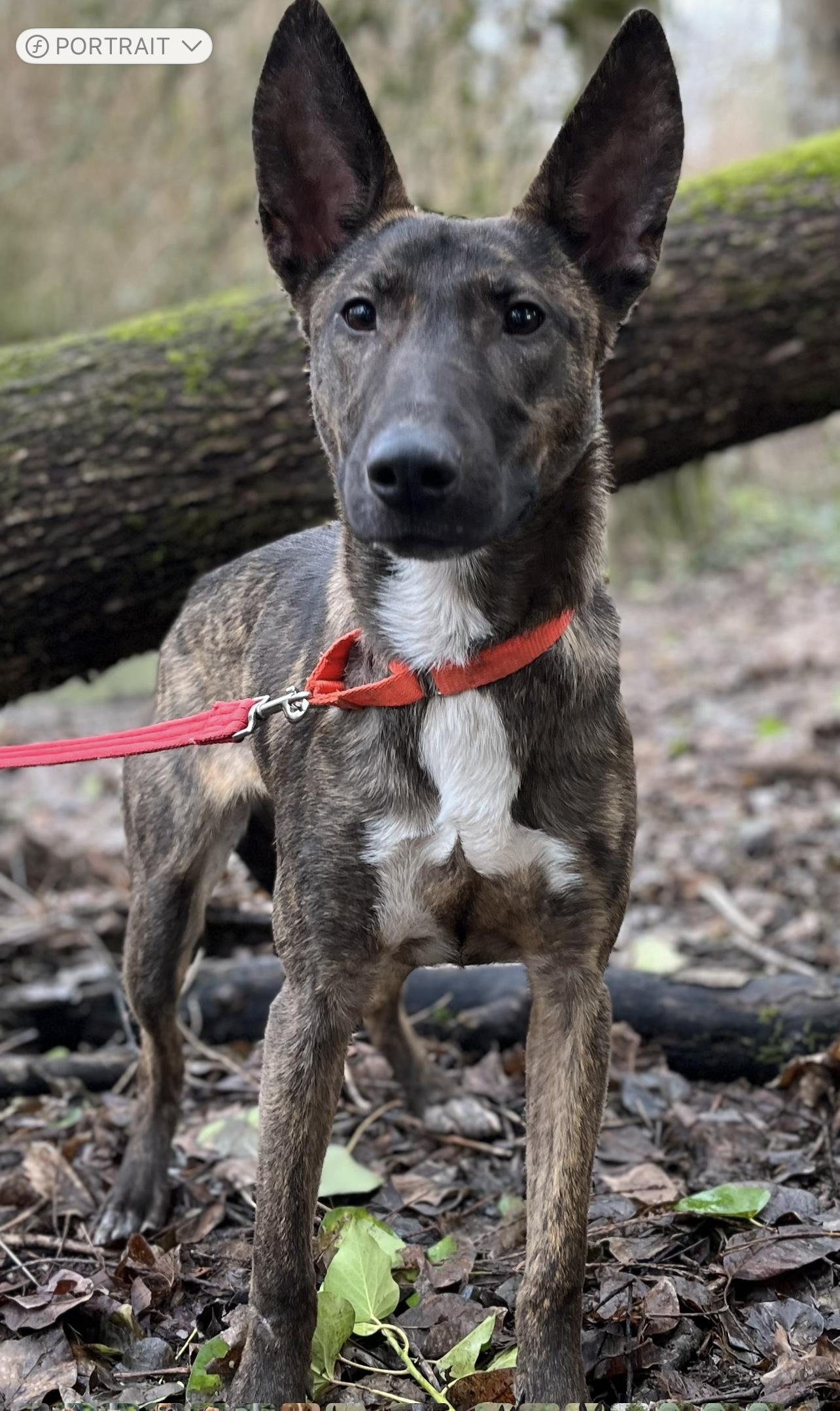 Evie, a Adoptable mixed breed in Tigard, OR image 4/6