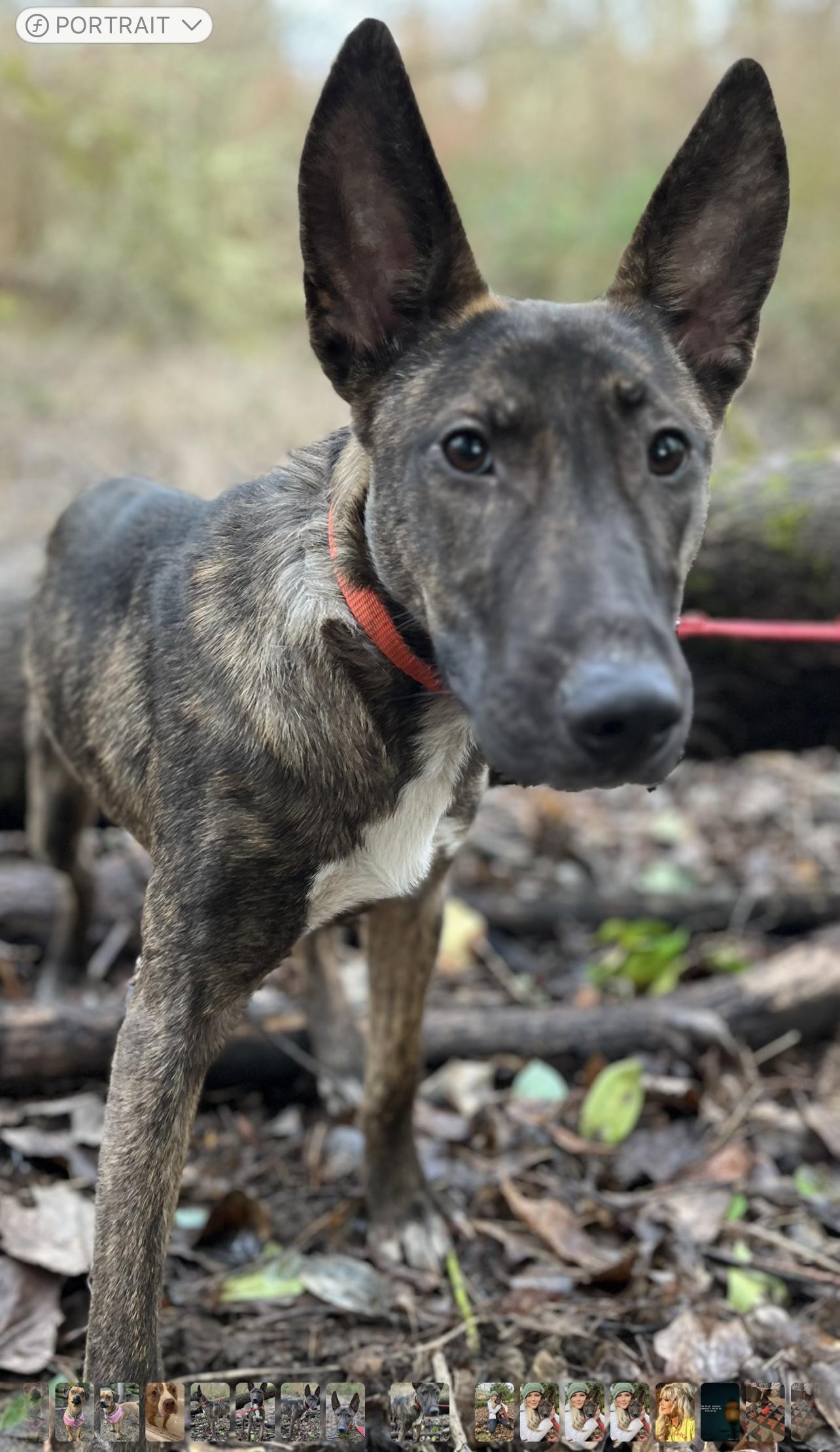 Evie, a Adoptable mixed breed in Tigard, OR image 6/6