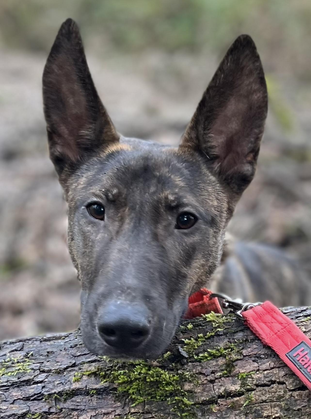 Evie, a Adoptable mixed breed in Tigard, OR image 1/6