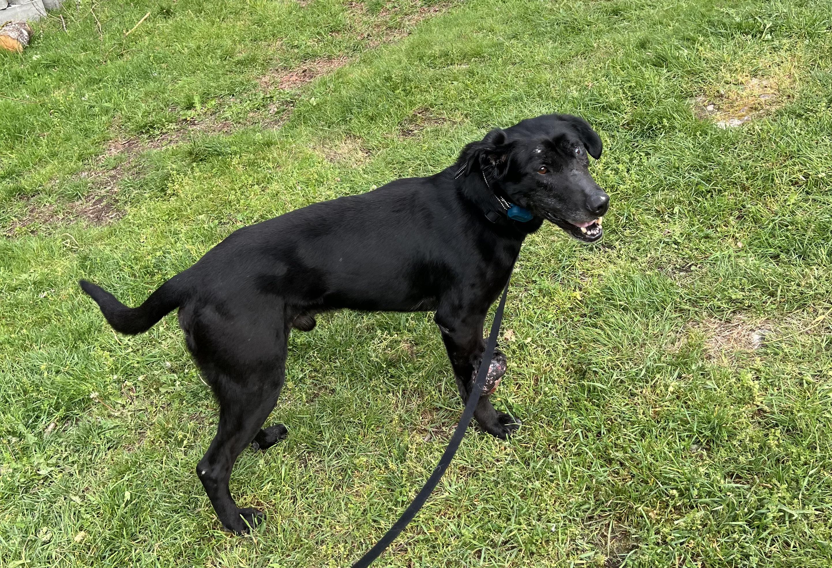 Enlarge Moon DESPERATELY NEED FOSTER OR ADOPTION, a ADOPTABLE mixed breed in McKenna, WA image 2/4