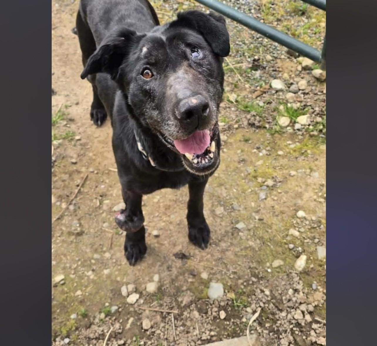 Enlarge Moon DESPERATELY NEED FOSTER OR ADOPTION, a ADOPTABLE mixed breed in McKenna, WA image 3/4