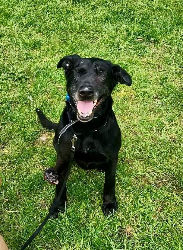 Enlarge Moon DESPERATELY NEED FOSTER OR ADOPTION, a ADOPTABLE mixed breed in McKenna, WA image 4/4