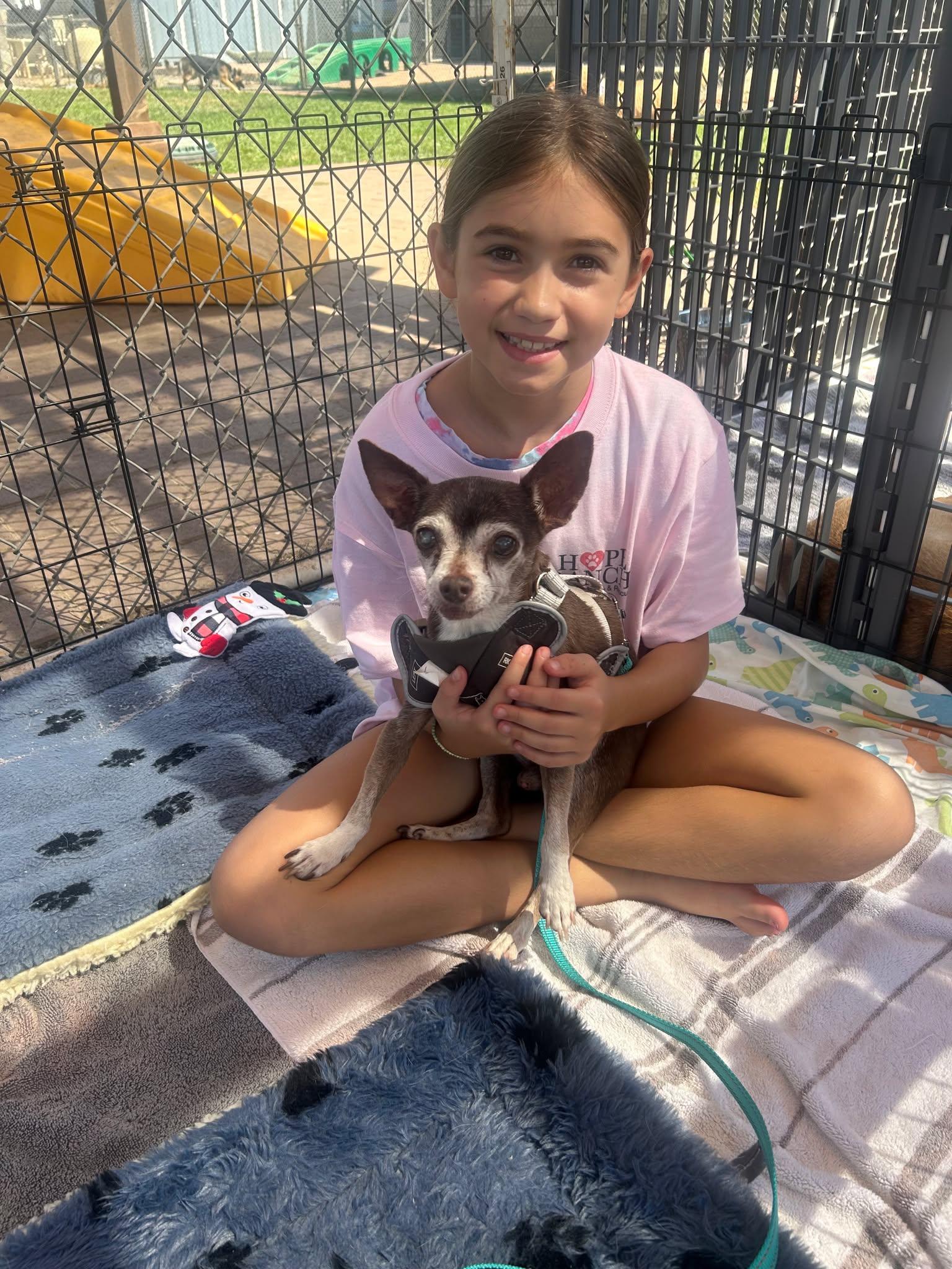 Enlarge Myles, a Adoptable Chihuahua in Murrieta, CA image 3/6