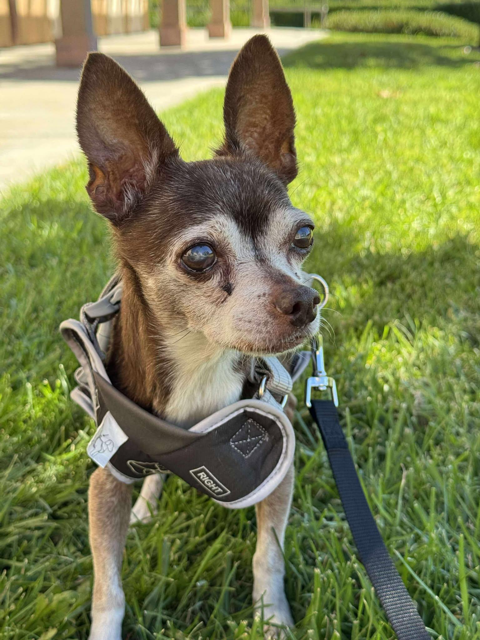 Enlarge Myles, a Adoptable Chihuahua in Murrieta, CA image 6/6