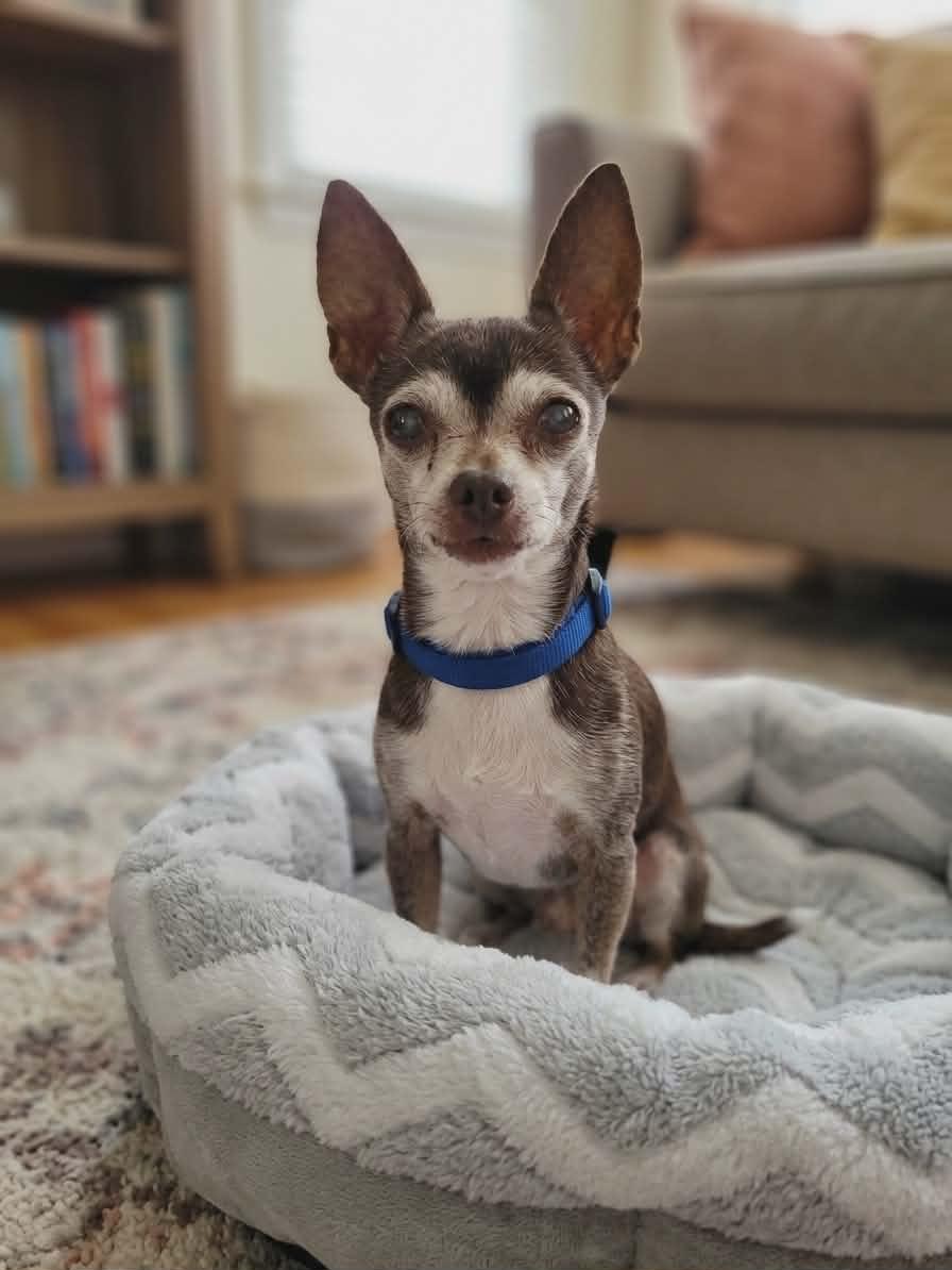 Myles, Adoptable, Senior Male Chihuahua.
