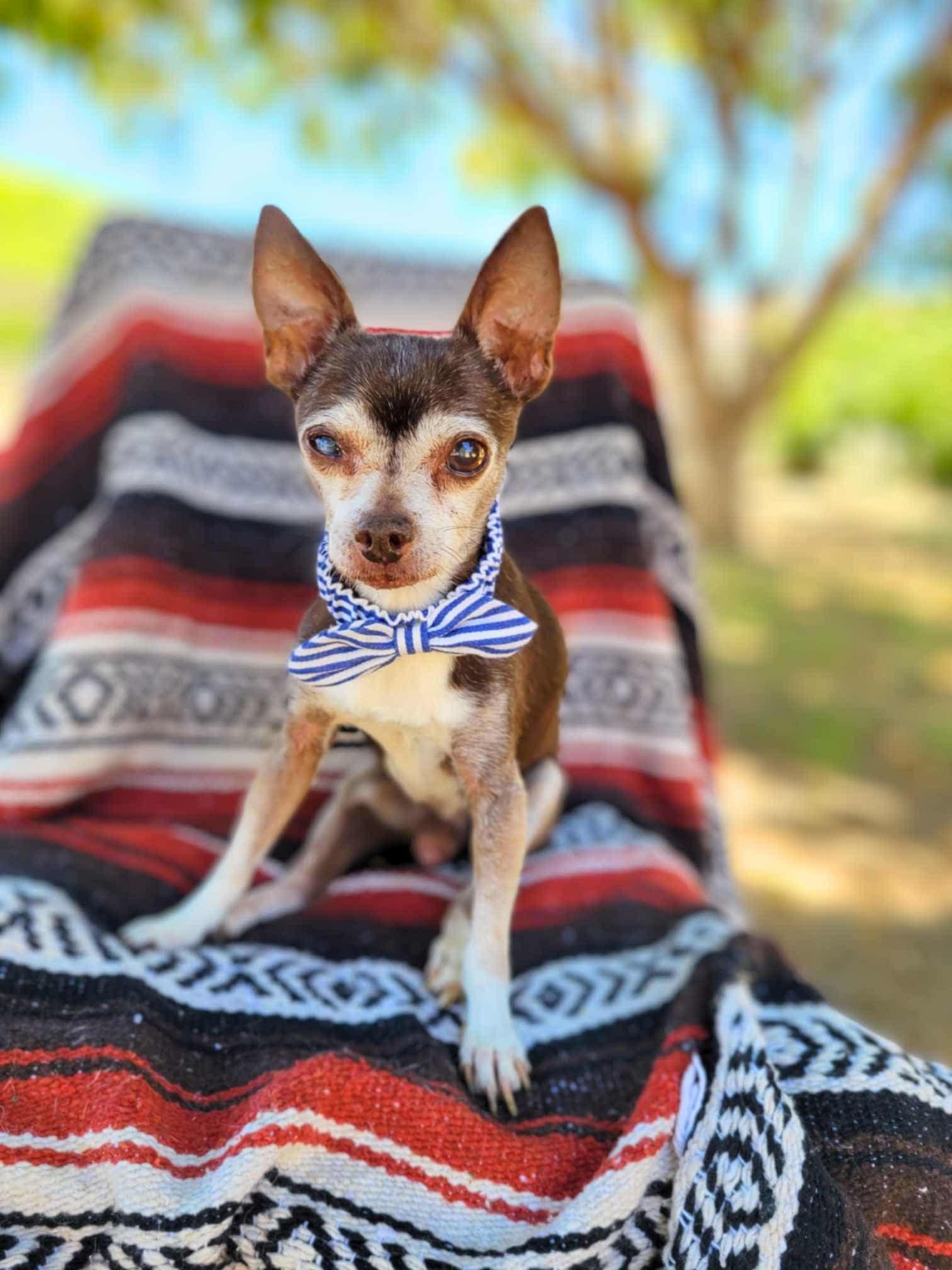 Enlarge Myles, a Adoptable Chihuahua in Murrieta, CA image 4/6