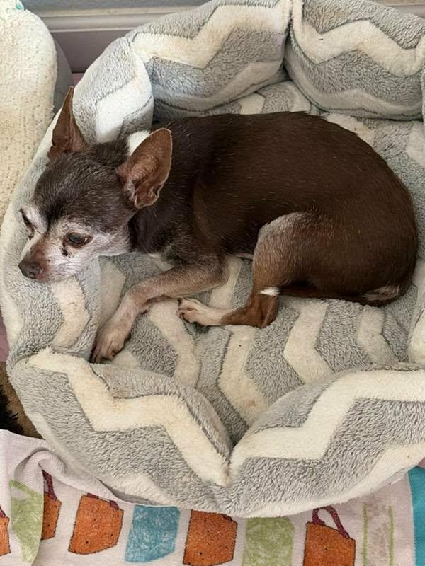 Myles, a Adoptable Chihuahua in Murrieta, CA image 6/6