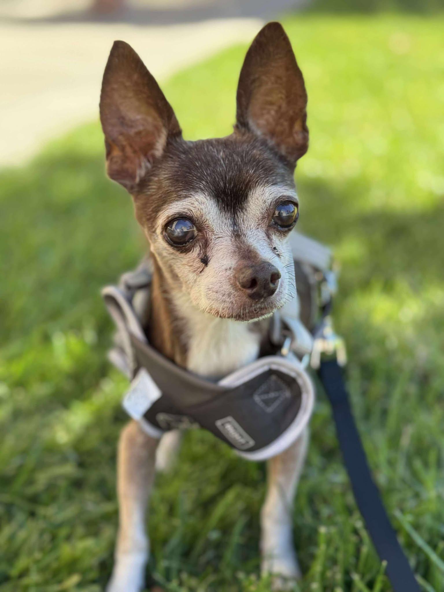 Enlarge Myles, a Adoptable Chihuahua in Murrieta, CA image 1/6