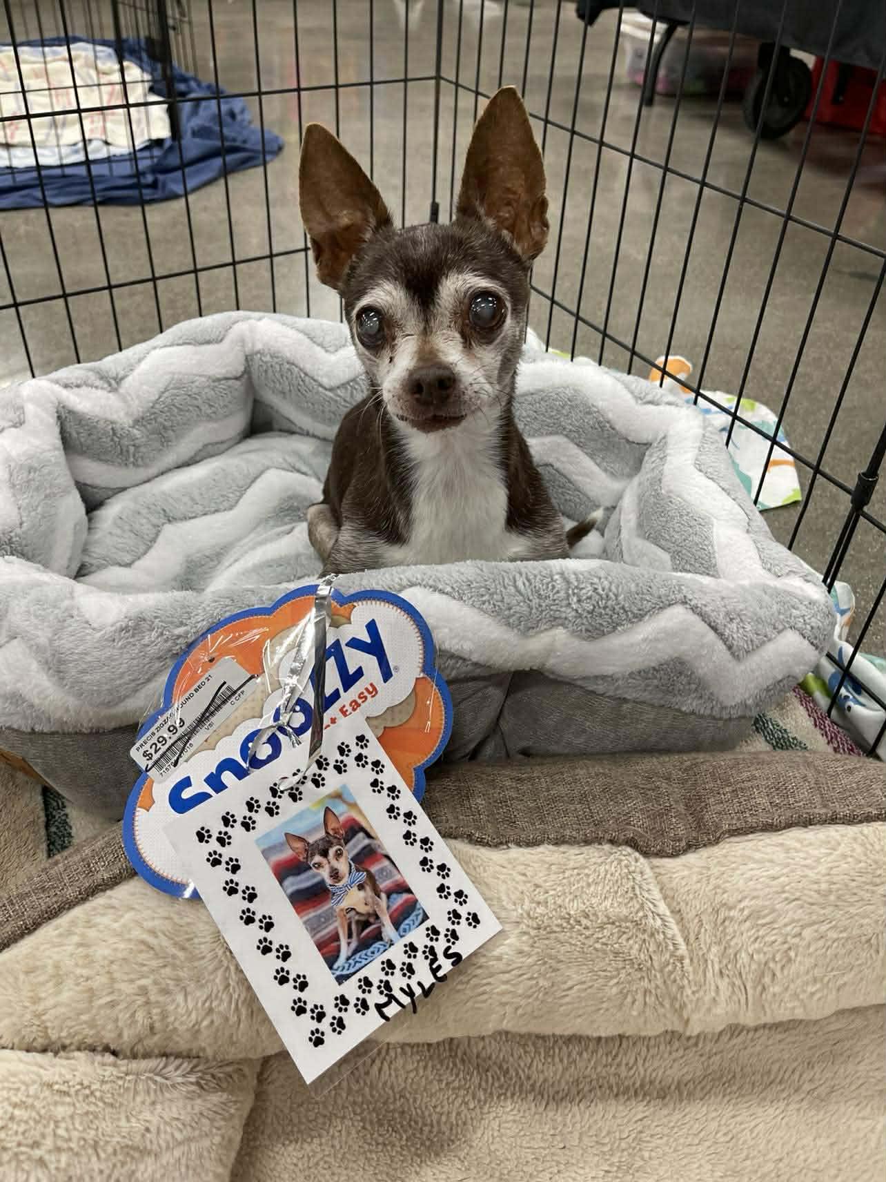 Enlarge Myles, a Adoptable Chihuahua in Murrieta, CA image 2/6