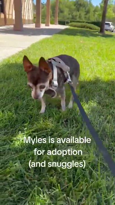 Enlarge Myles, a Adoptable Chihuahua in Murrieta, CA video 5/6