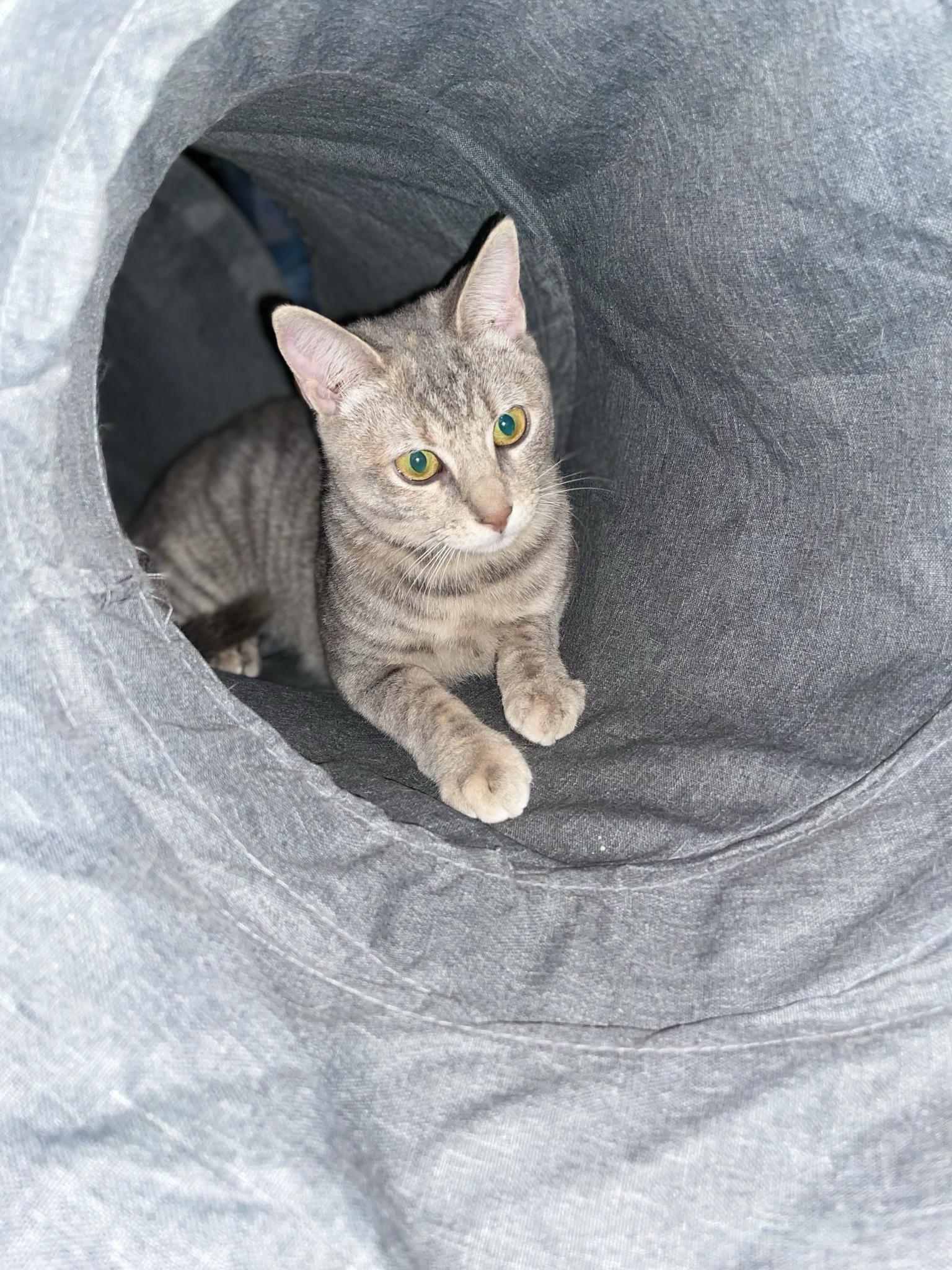 Yuyis, Adoptable, Young Female Domestic Short Hair.