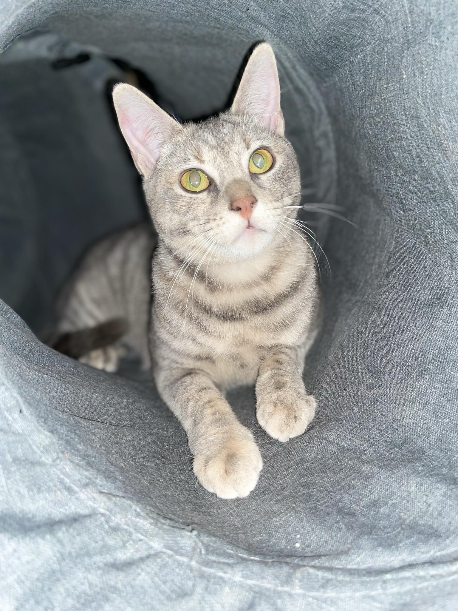 Yuyis, a Adoptable Domestic Short Hair in South Pasadena, CA image 2/2