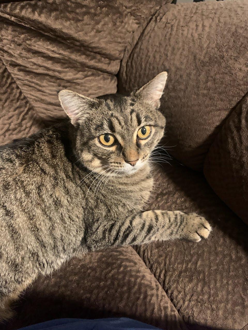 Betsy, Adoptable, Adult Female Domestic Short Hair & Tabby.