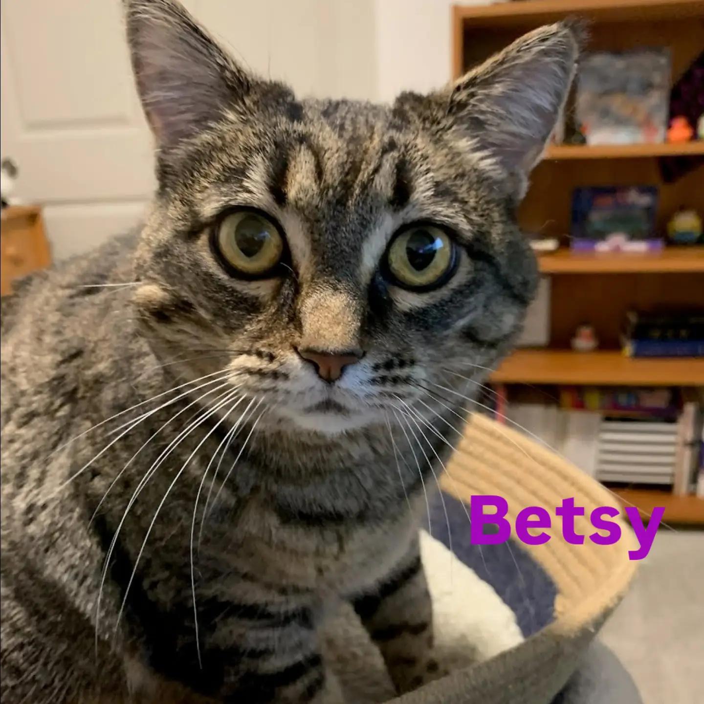 Enlarge Betsy, a Adoptable mixed breed in West Richland, WA image 6/6