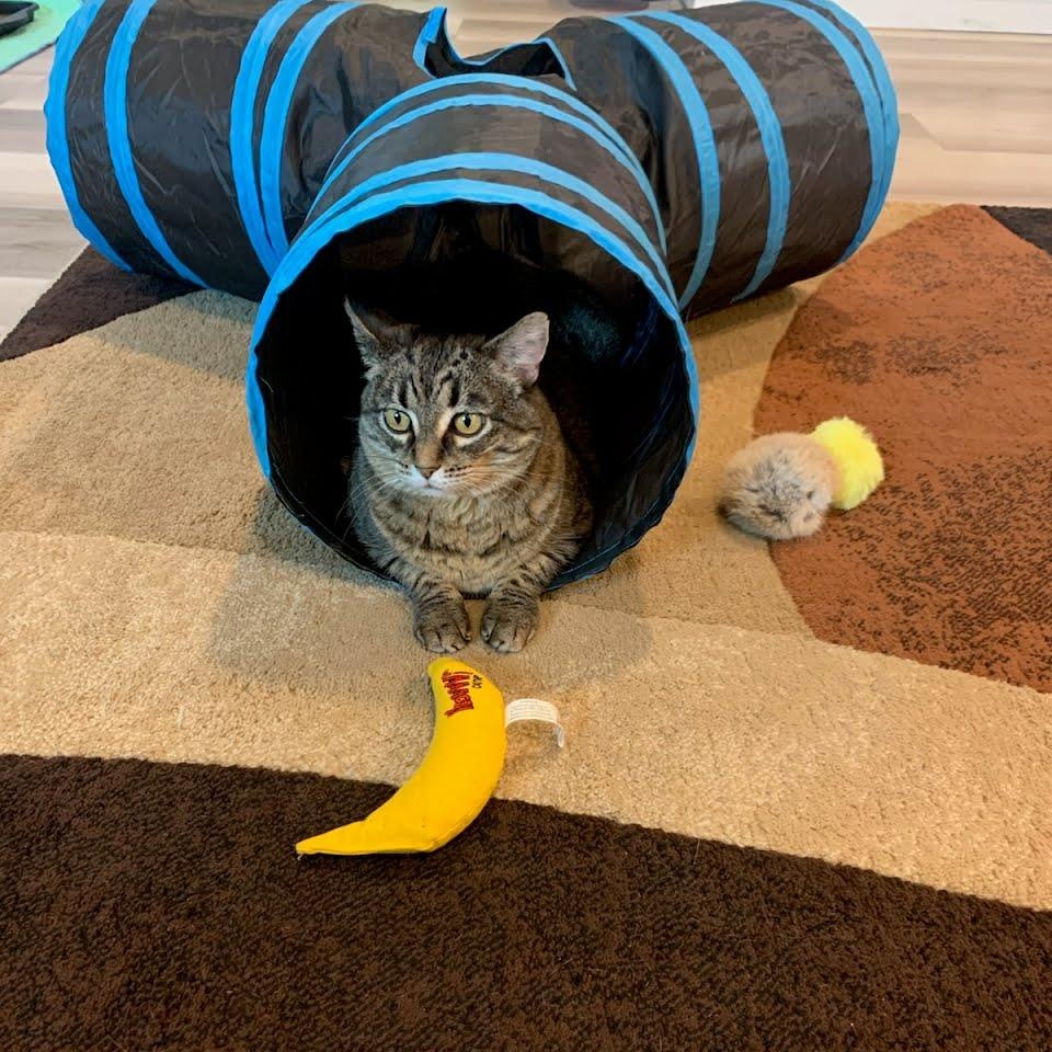 Betsy, Adoptable, Adult Female Domestic Short Hair & Tabby.