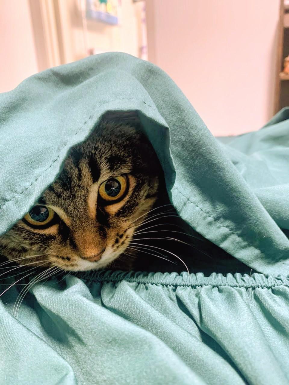 Betsy, a Adoptable mixed breed in West Richland, WA image 5/5