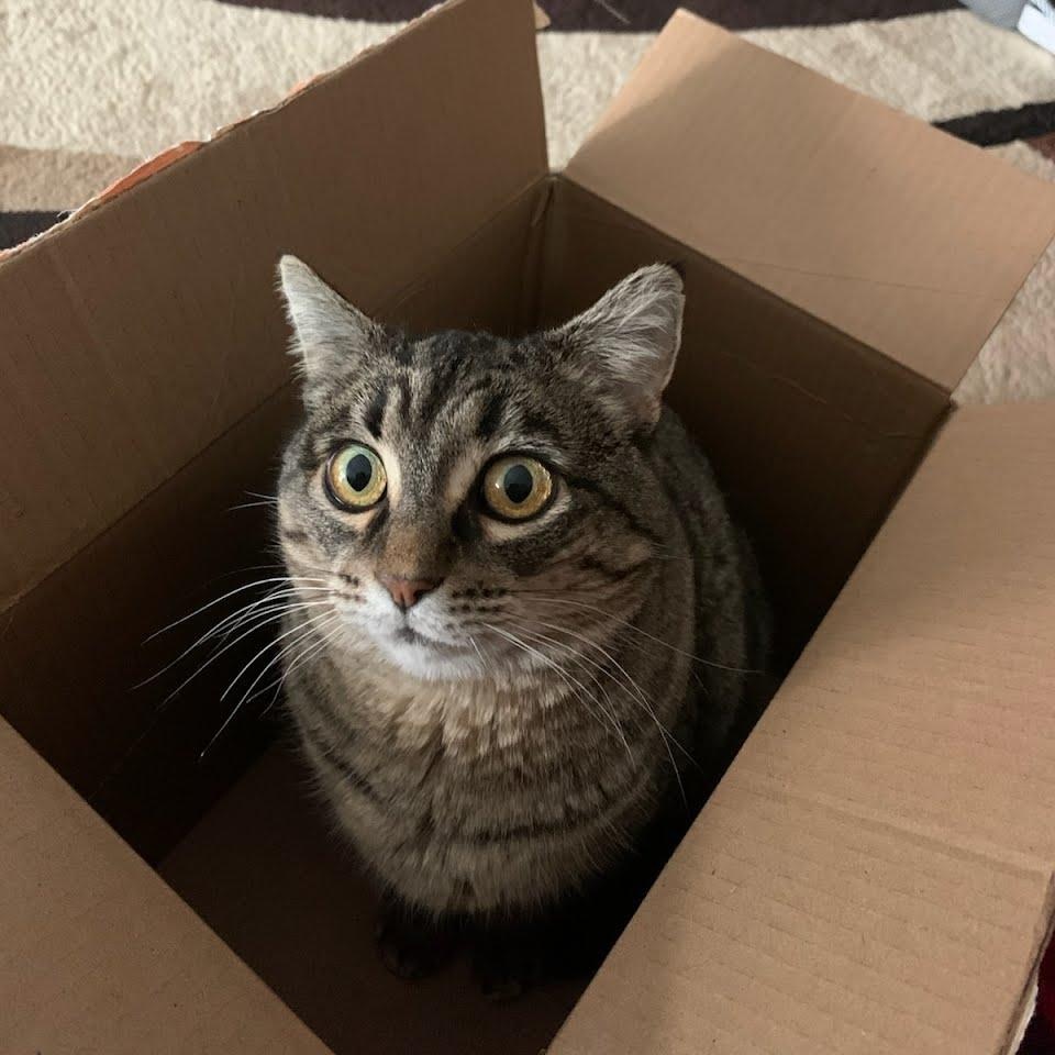 Betsy, Adoptable, Adult Female Domestic Short Hair & Tabby.