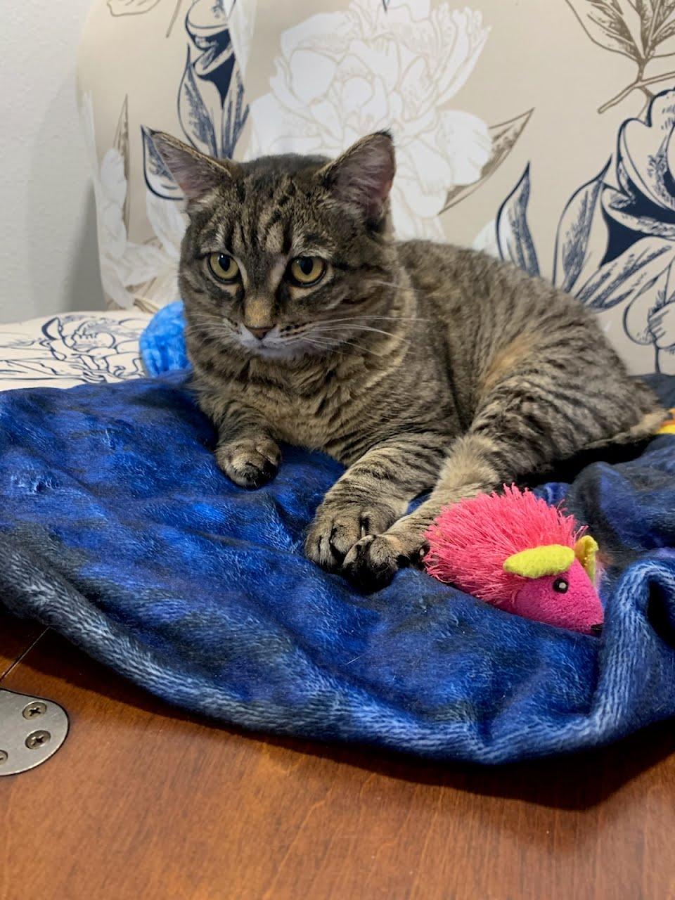 Enlarge Betsy, a Adoptable mixed breed in West Richland, WA image 1/6