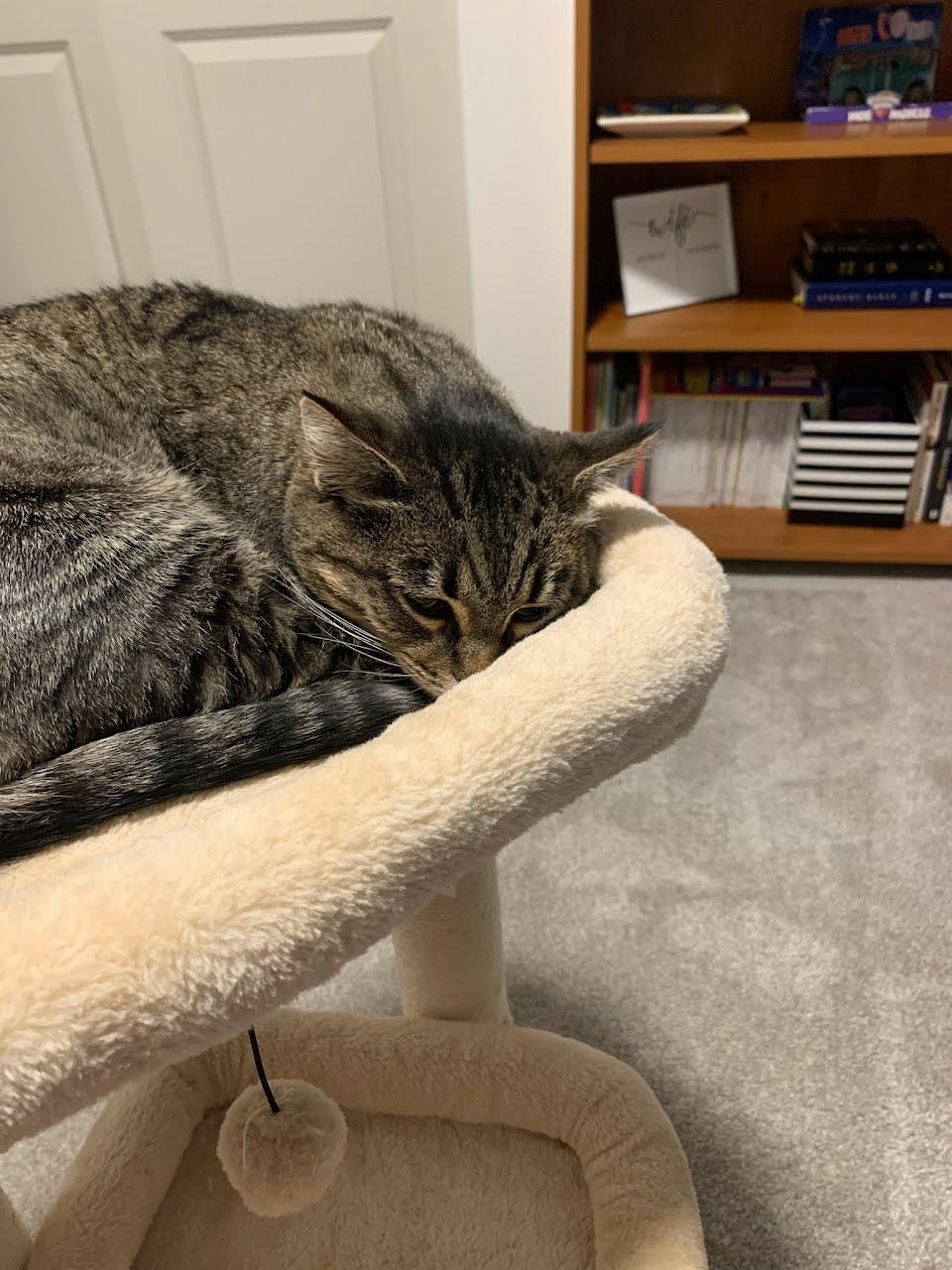 Betsy, a Adoptable mixed breed in West Richland, WA image 4/5