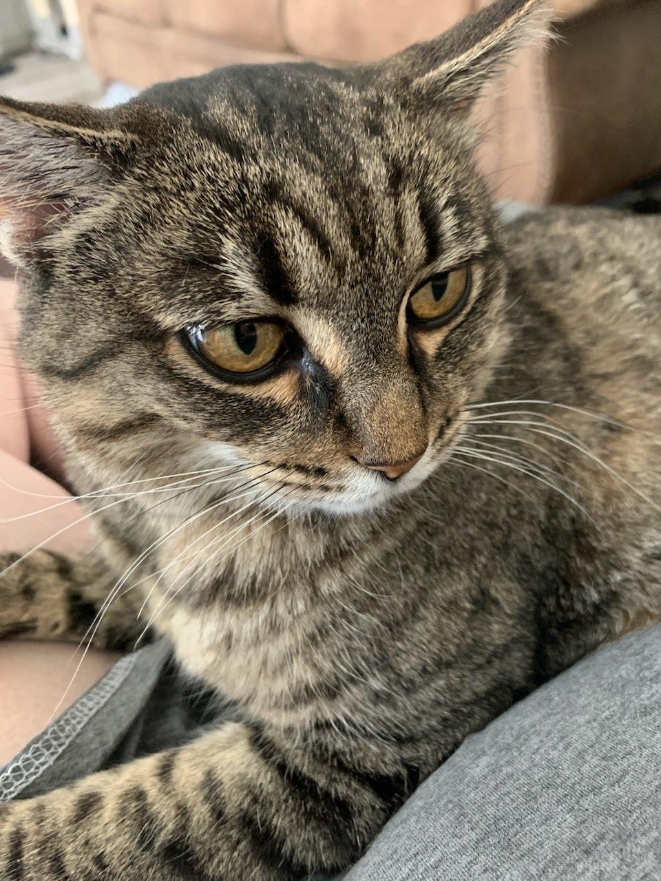 Betsy, a Adoptable mixed breed in West Richland, WA image 2/5