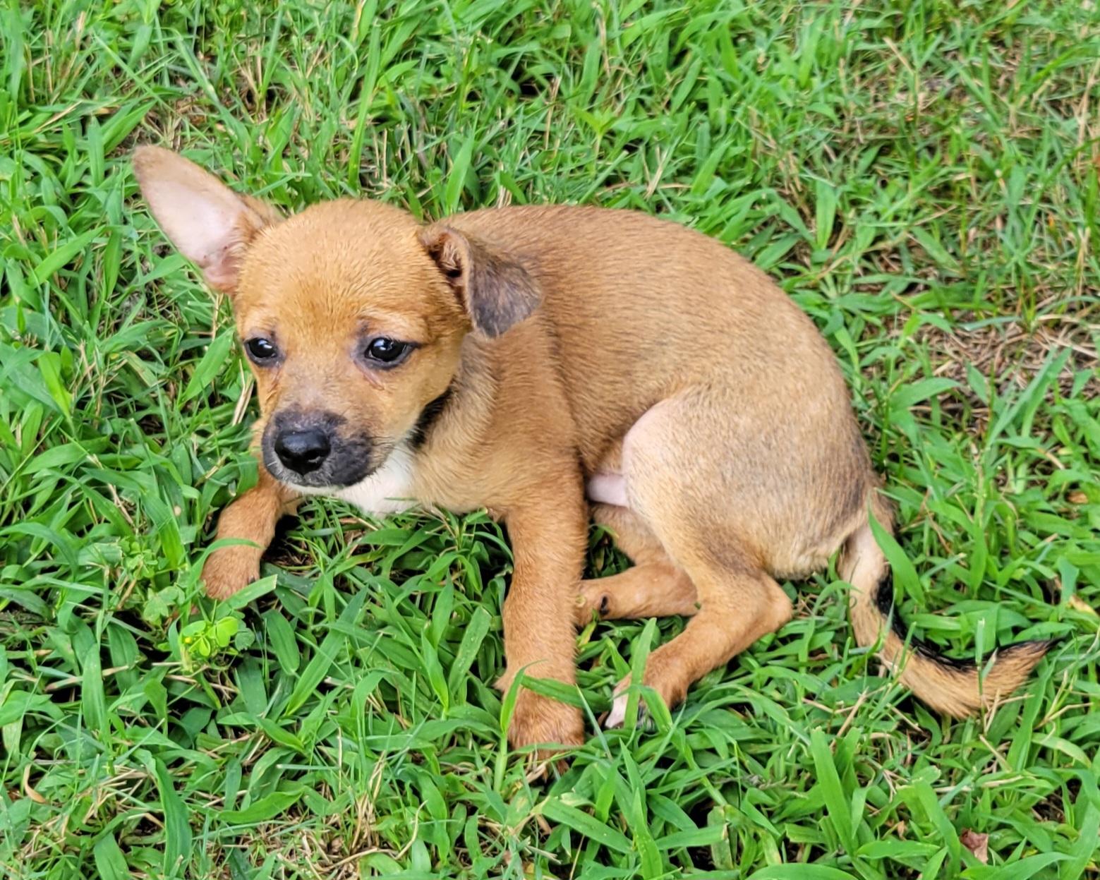 Lincoln, a ADOPTABLE mixed breed in Elwood, NJ image 5/5