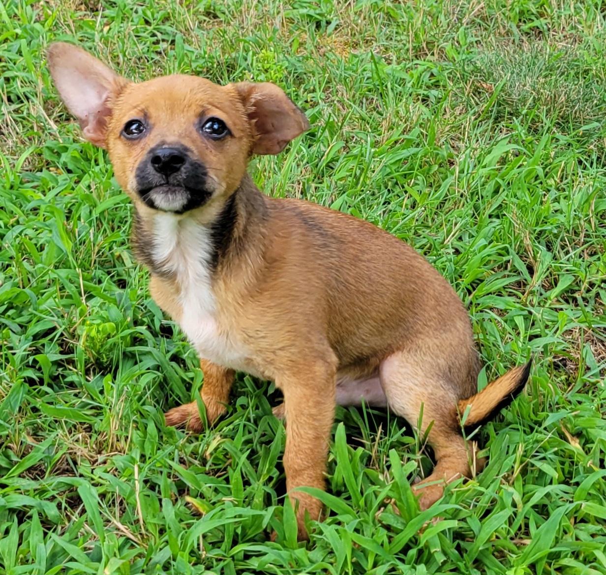 Lincoln, a ADOPTABLE mixed breed in Elwood, NJ image 4/5