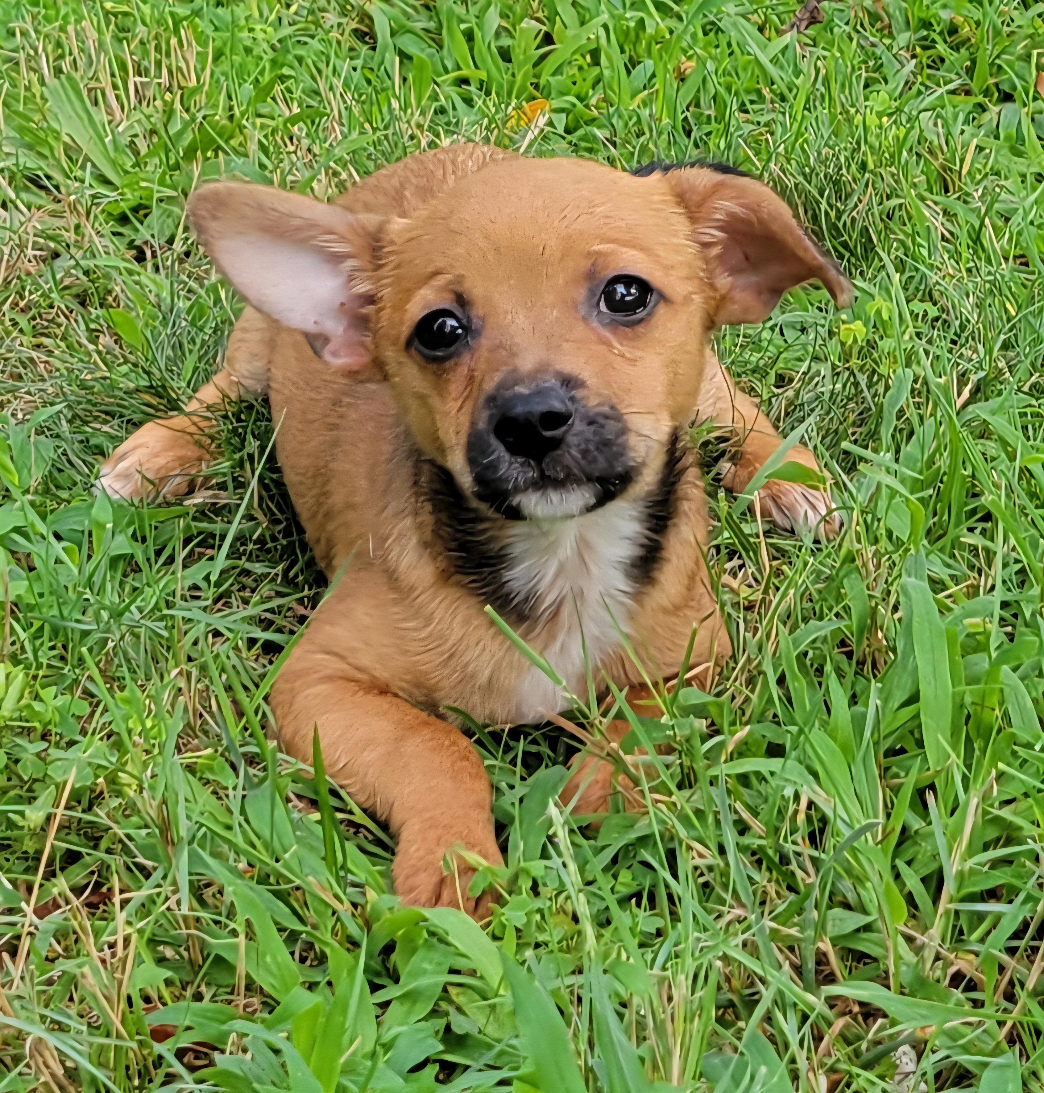 Lincoln, a ADOPTABLE mixed breed in Elwood, NJ image 2/5