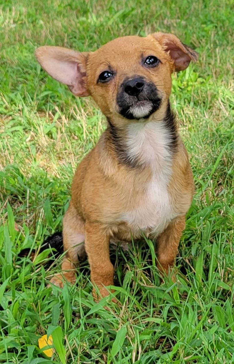 Lincoln, a ADOPTABLE mixed breed in Elwood, NJ image 1/5