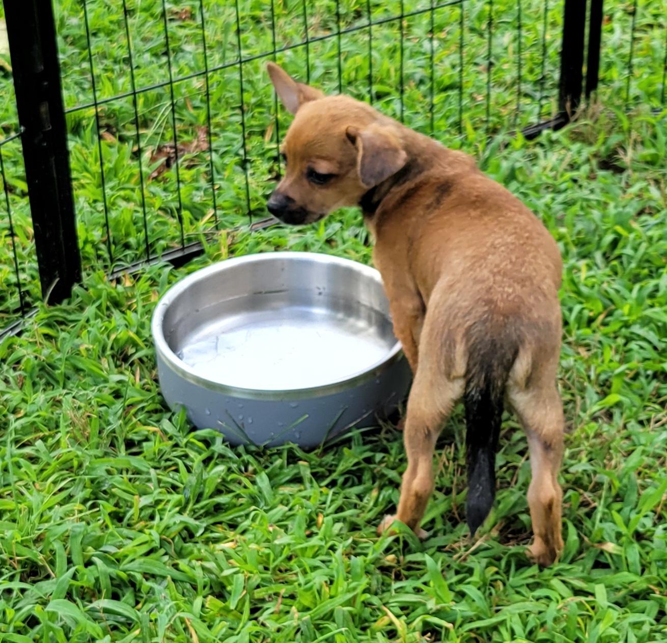 Lincoln, a ADOPTABLE mixed breed in Elwood, NJ image 3/5
