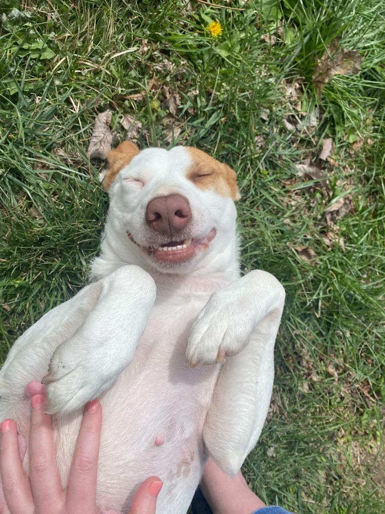 Enlarge Dolly, a Adoptable mixed breed in Fayetteville, AR image 1/6