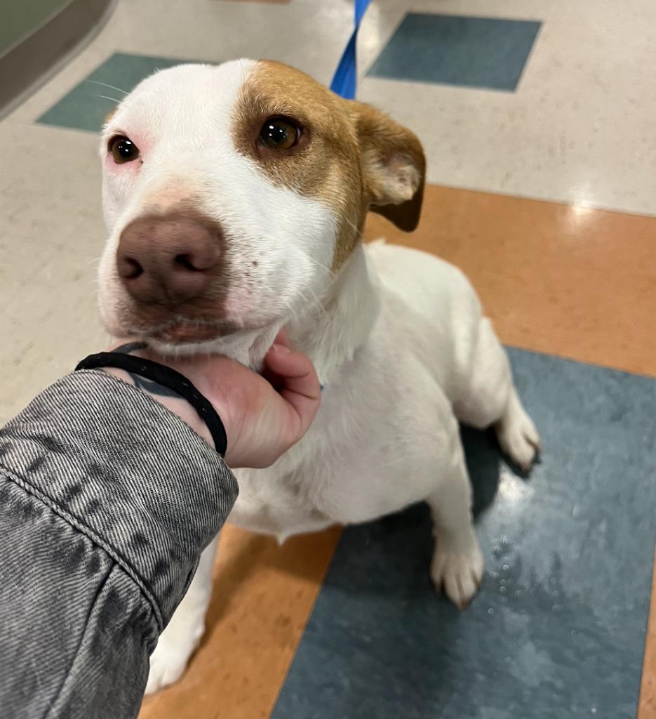 Enlarge Dolly, a Adoptable mixed breed in Fayetteville, AR image 2/6