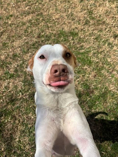 Enlarge Dolly, a Adoptable mixed breed in Fayetteville, AR image 3/6