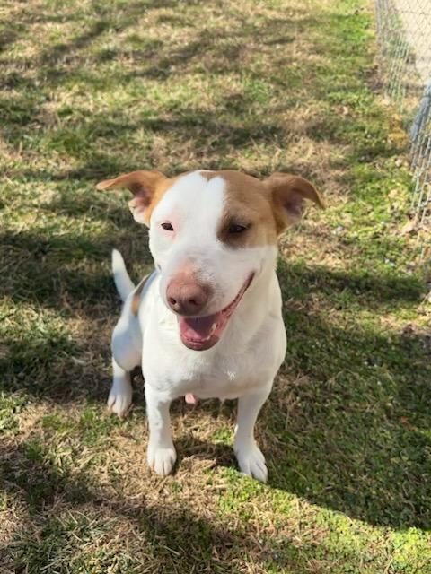Enlarge Dolly, a Adoptable mixed breed in Fayetteville, AR image 4/6