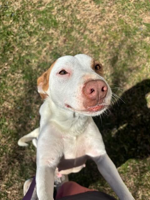 Enlarge Dolly, a Adoptable mixed breed in Fayetteville, AR image 5/6