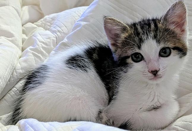 Enlarge Shelli Sunshine, a ADOPTABLE mixed breed in Escondido, CA image 2/4