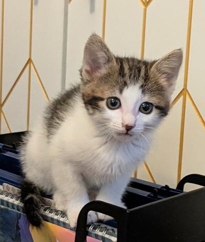 Shelli Sunshine, ADOPTABLE, Kitten Female Domestic Short Hair.